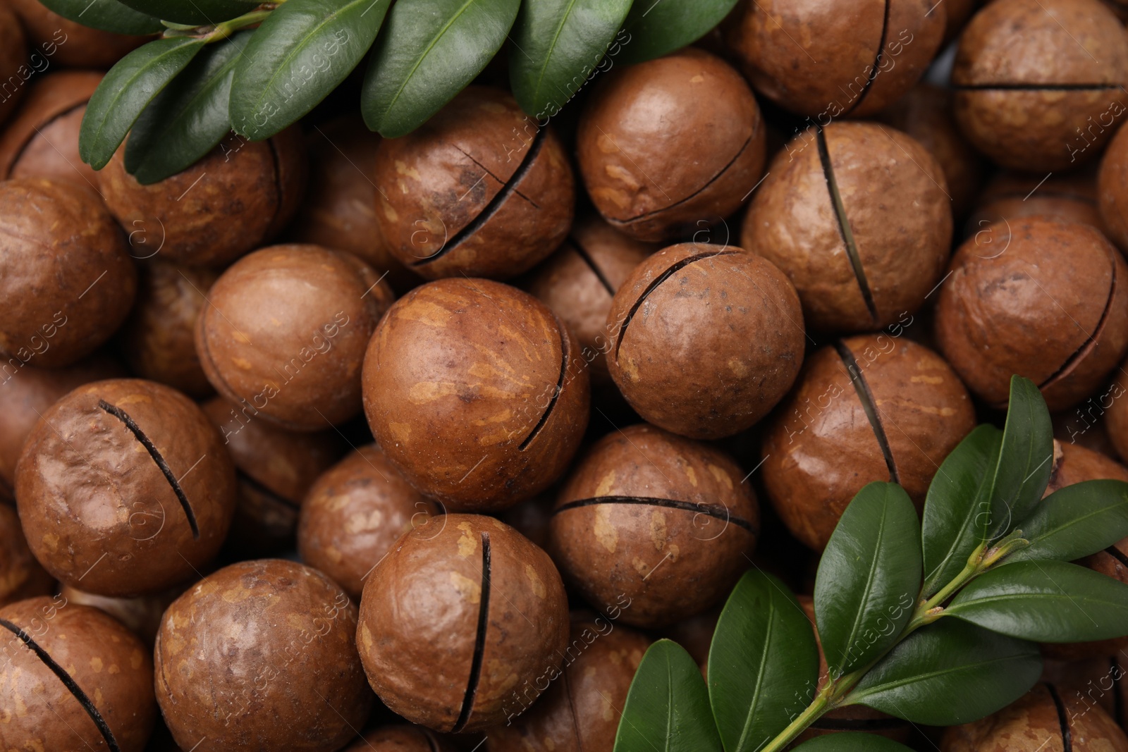 Photo of Tasty Macadamia nuts and green twigs as background, top view