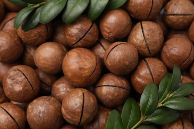 Tasty Macadamia nuts and green twigs as background, top view