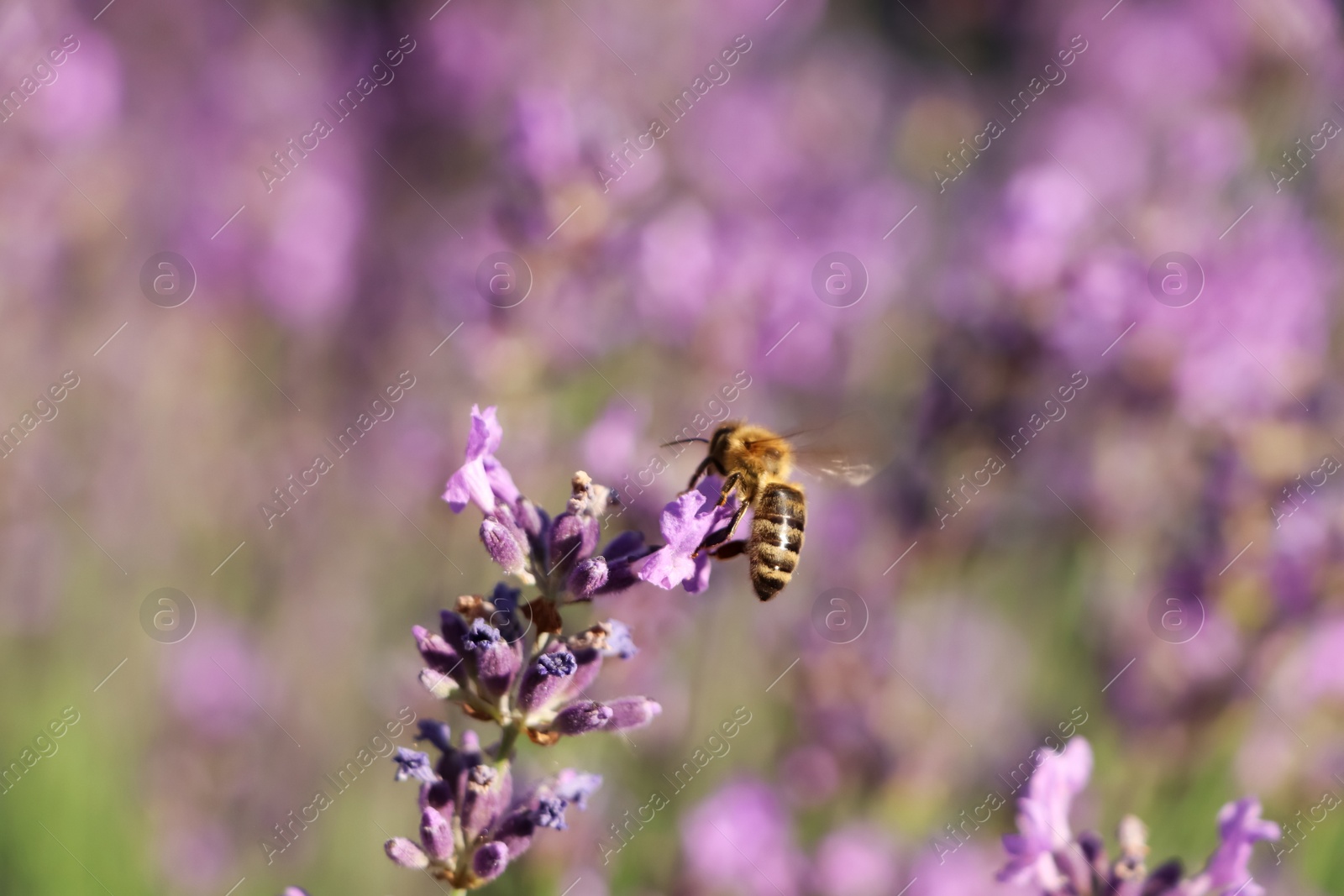 Photo of Closeup view of beautiful lavender with bee in field on sunny day