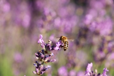 Closeup view of beautiful lavender with bee in field on sunny day