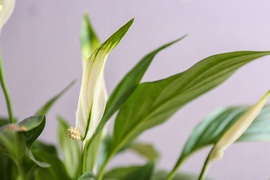 Flowers and leaves of peace lily on color background, closeup. Space for text