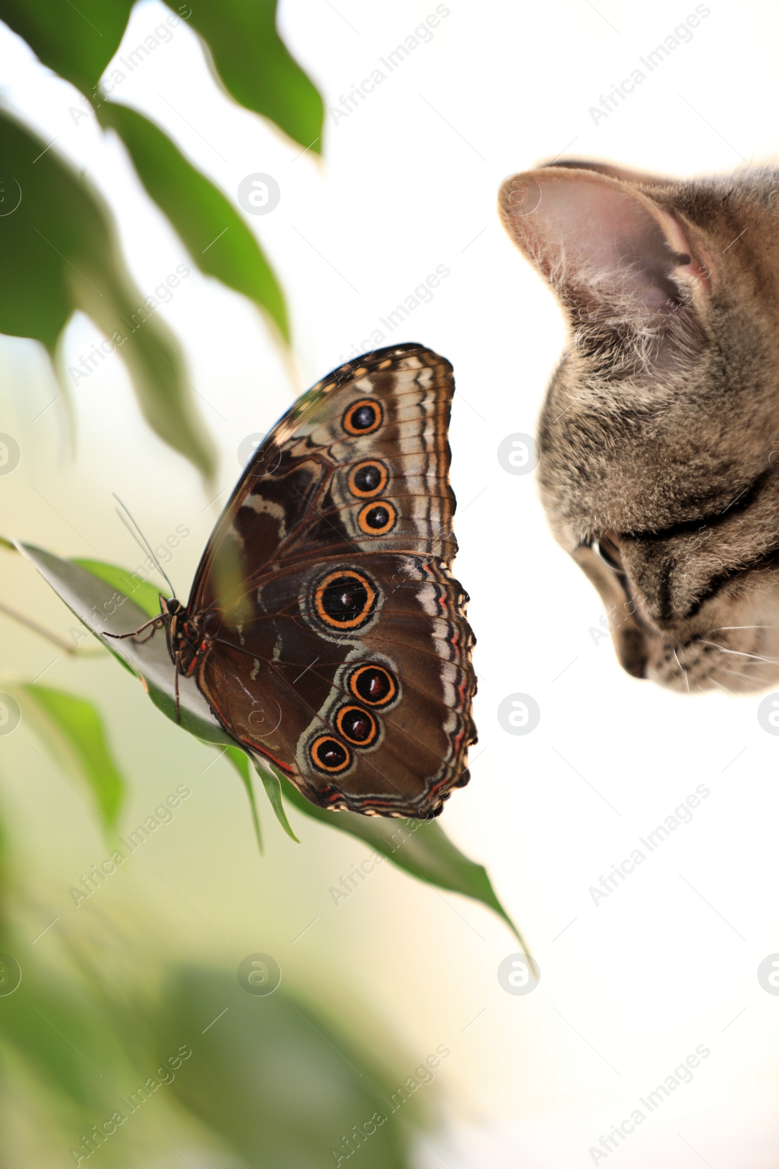 Photo of Beautiful Blue Morpho butterfly and tabby cat, closeup