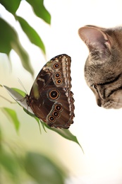 Beautiful Blue Morpho butterfly and tabby cat, closeup