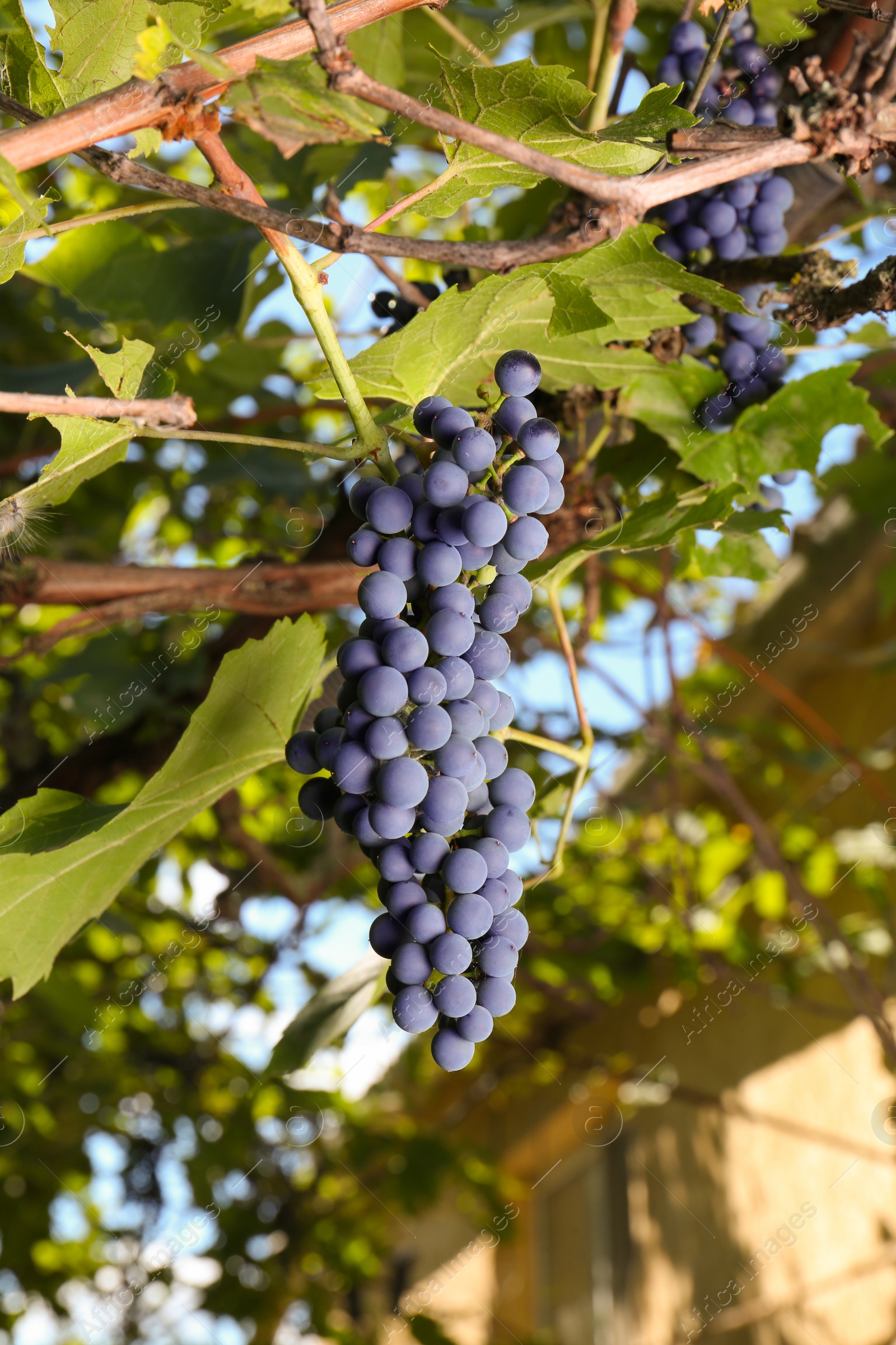 Photo of Ripe juicy grapes growing on branch in vineyard