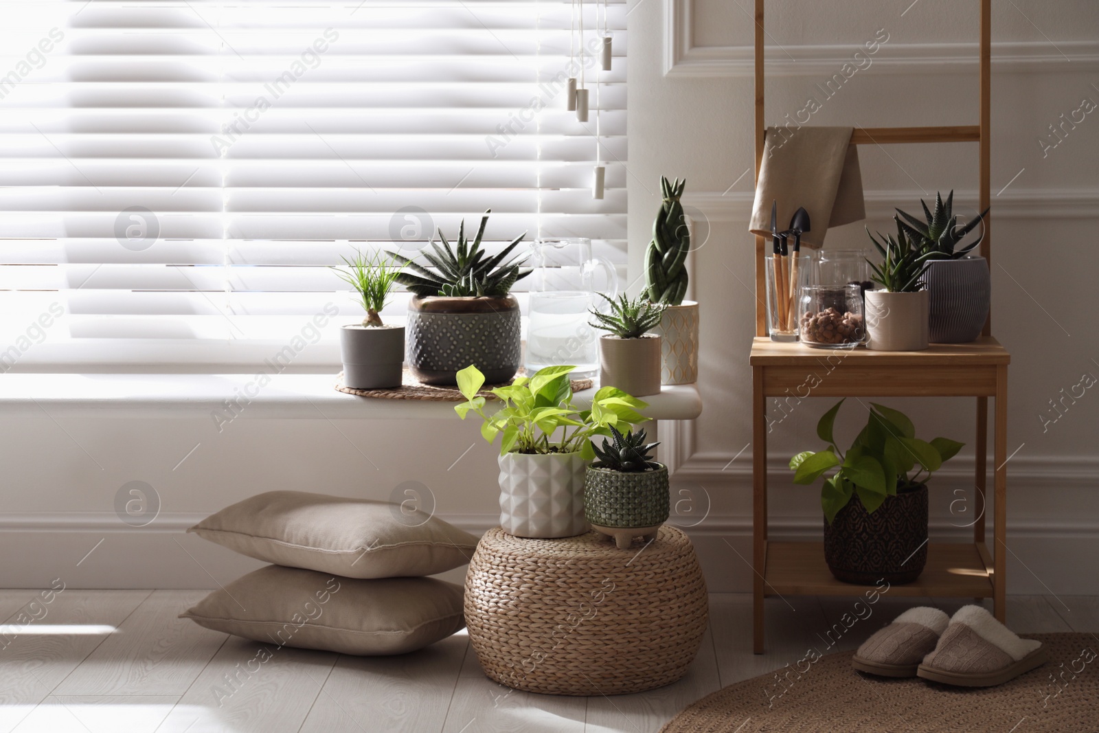 Photo of Beautiful potted houseplants near window at home