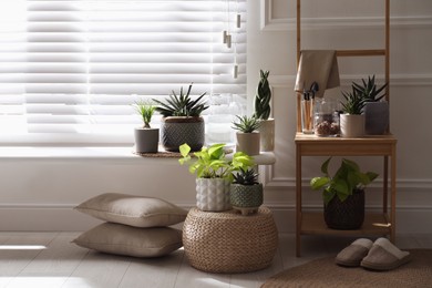 Beautiful potted houseplants near window at home