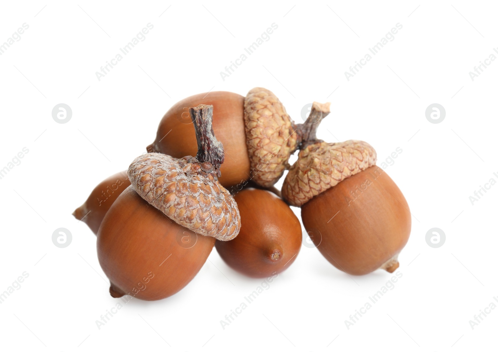 Photo of Many beautiful brown acorns on white background