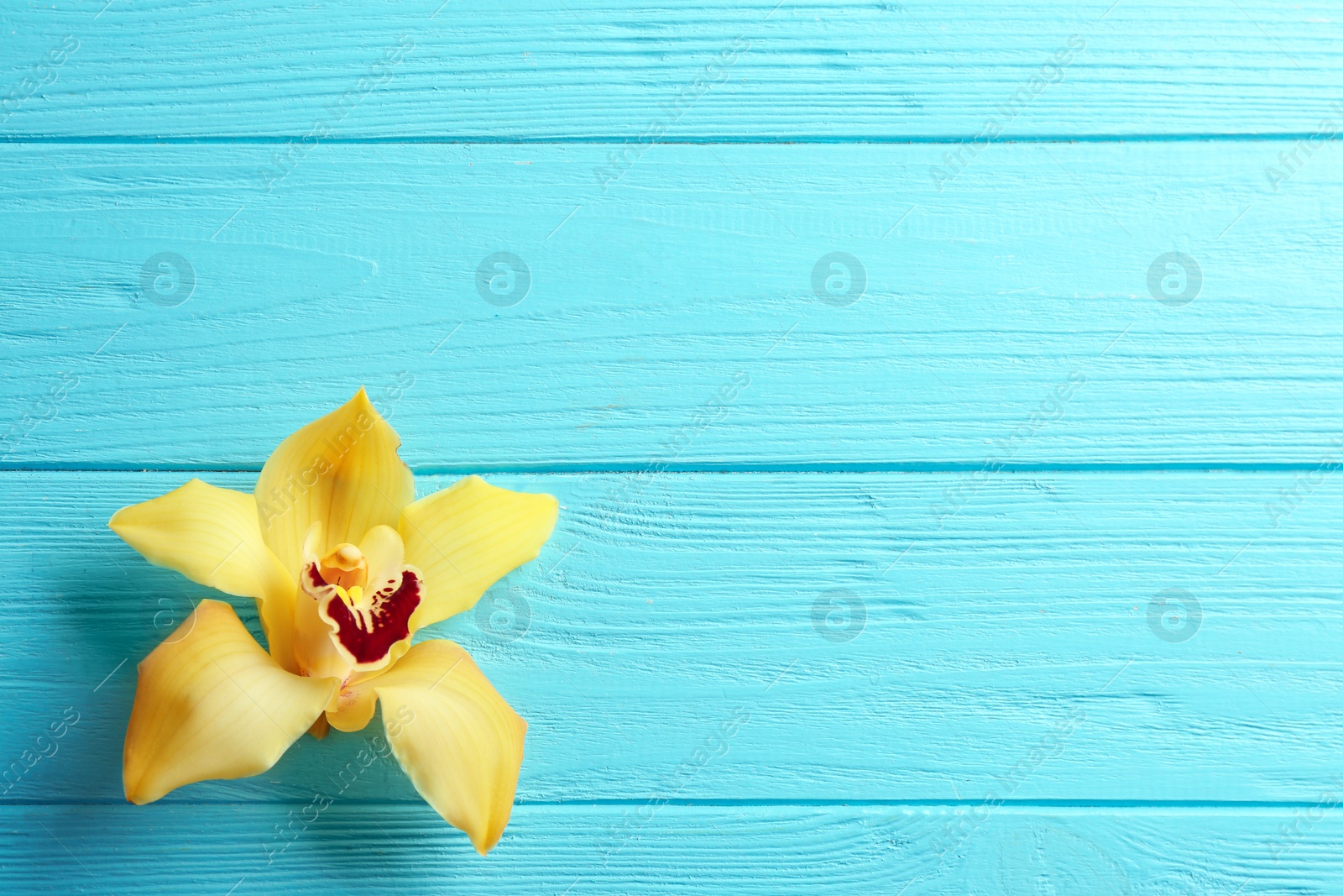 Photo of Beautiful tropical orchid flower on blue wooden background, top view. Space for text
