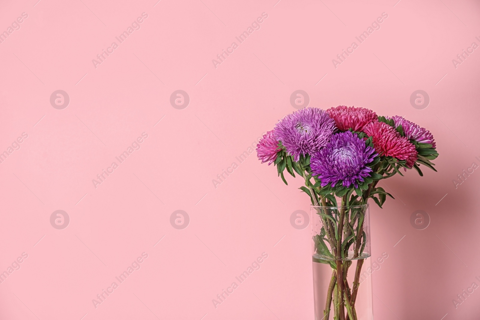 Photo of Beautiful flowers in vase and space for text on color background. Element of interior design