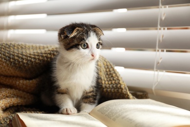 Photo of Adorable little kitten and book near window indoors