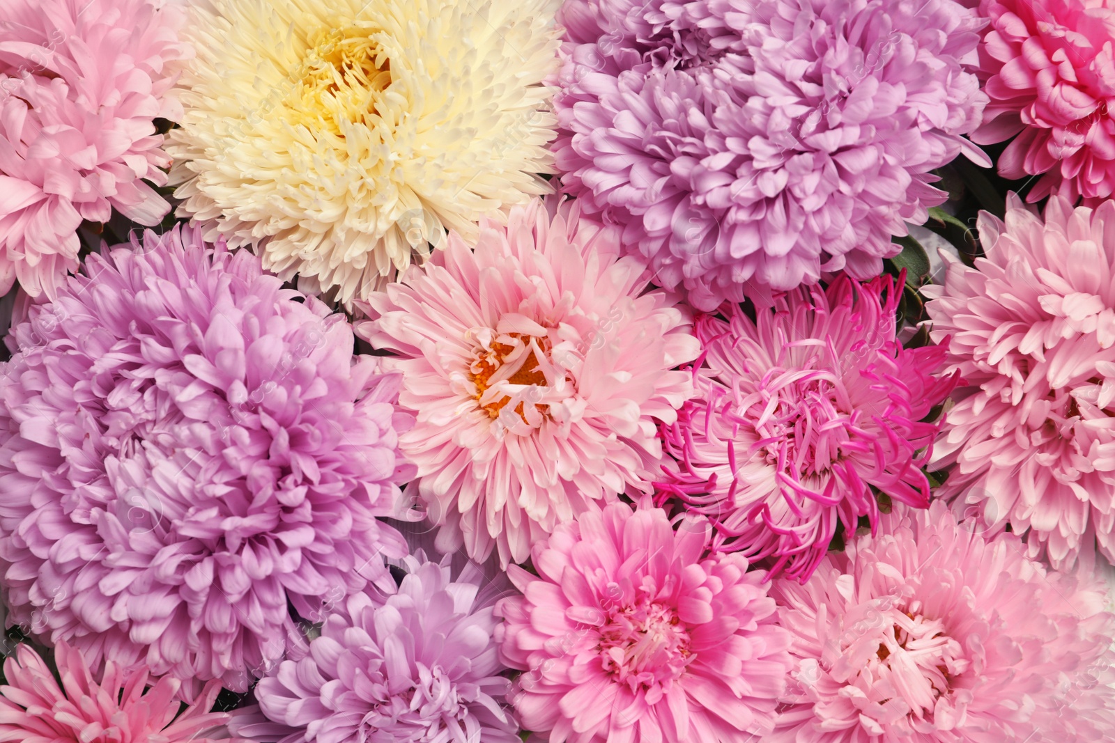 Photo of Beautiful aster flowers as background, closeup view