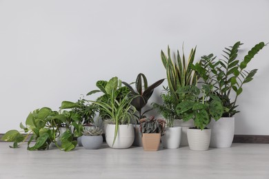 Collection of beautiful houseplants on floor near light wall