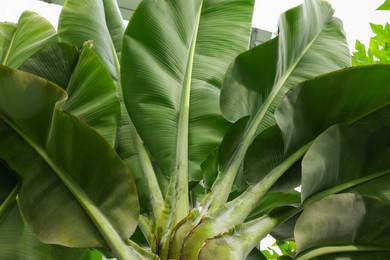 Beautiful banana tree with lush leaves growing in greenhouse, bottom view
