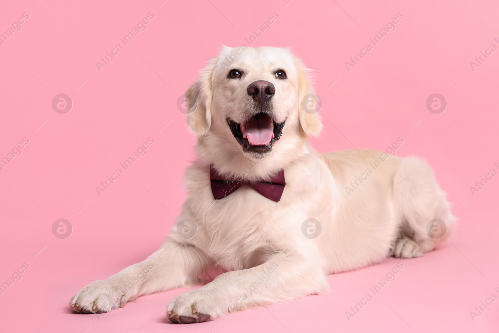 Photo of Cute Labrador Retriever with stylish bow tie on pink background