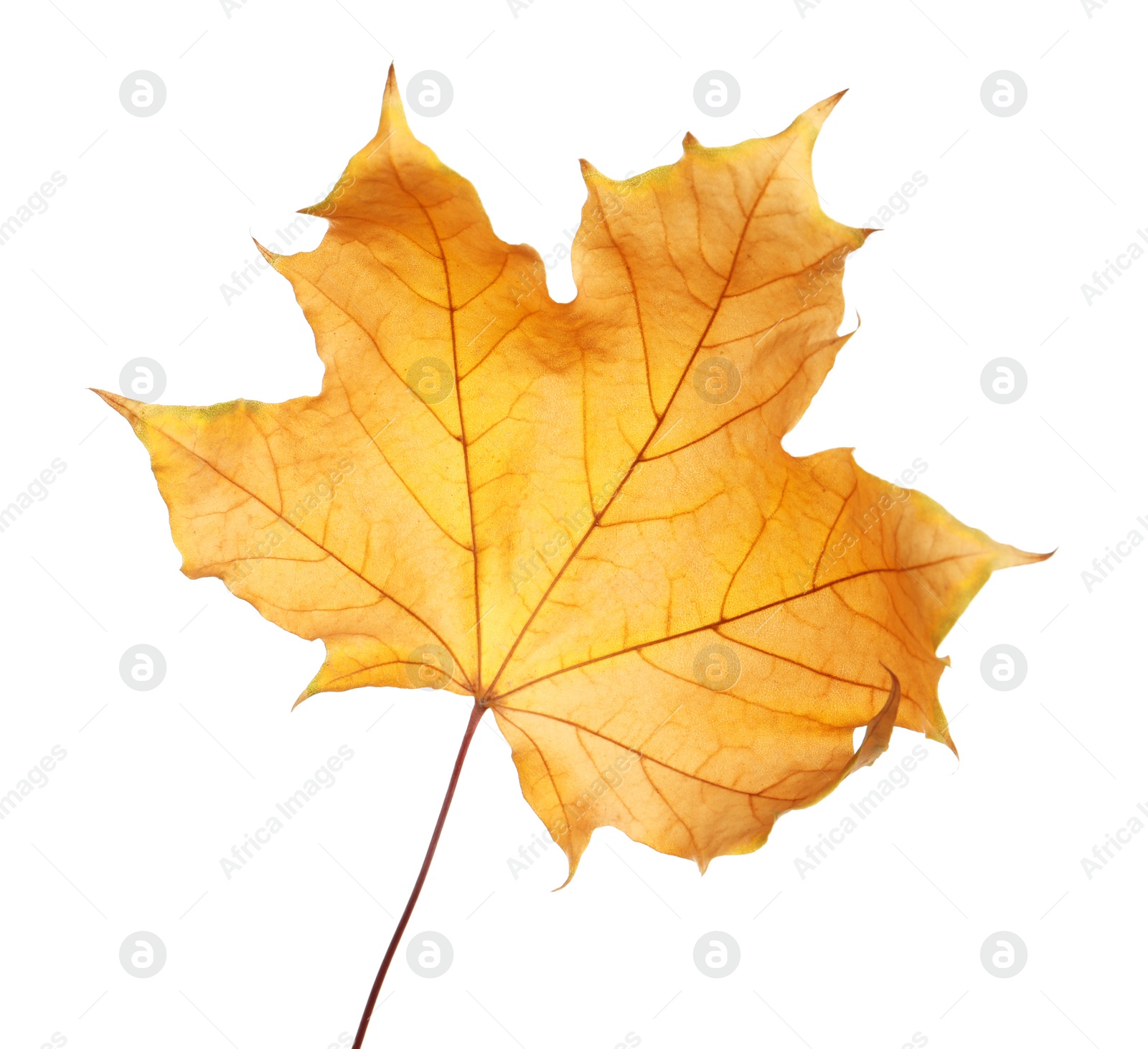 Photo of Beautiful autumn leaf on white background. Fall foliage