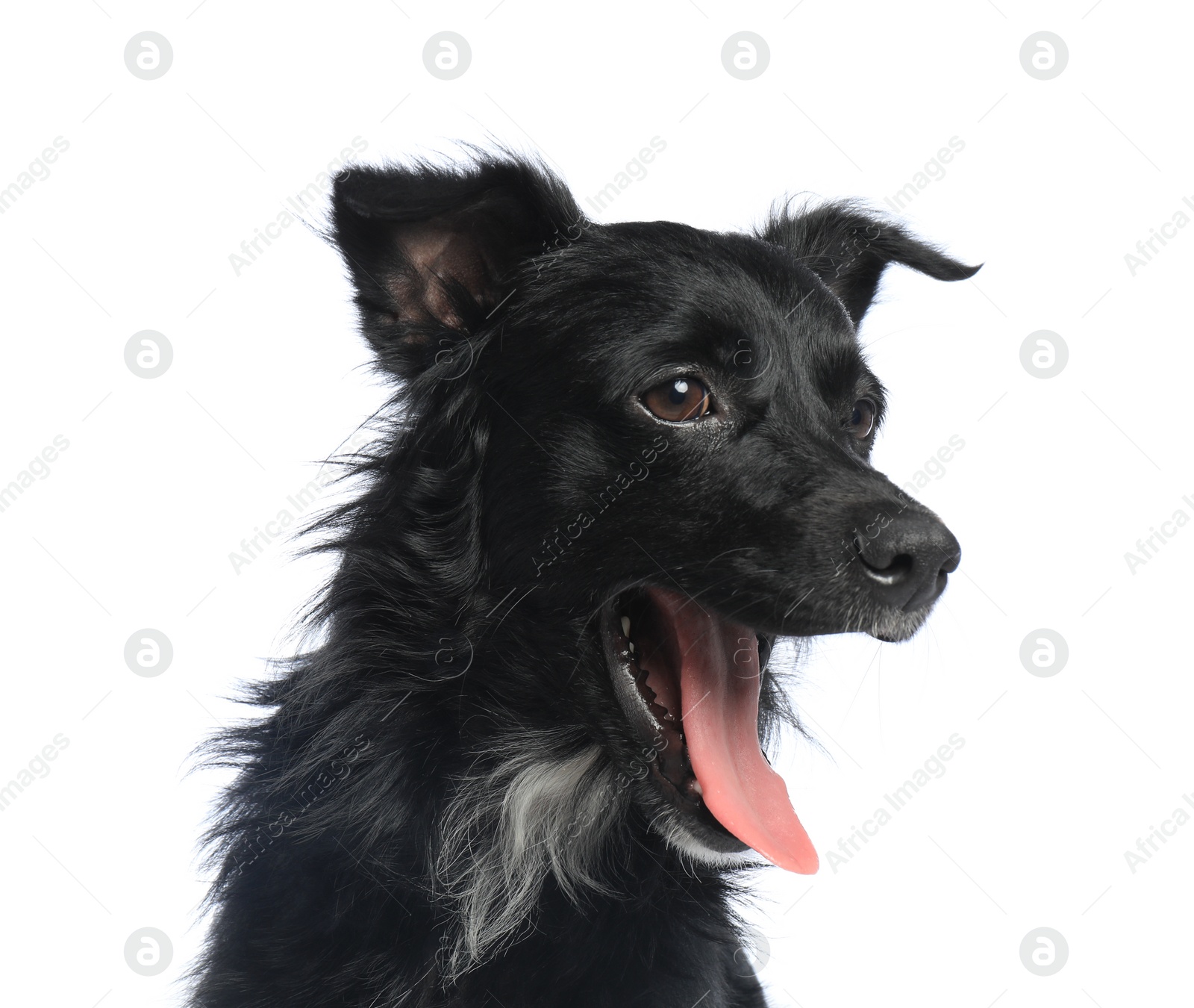 Photo of Cute long haired dog on white background