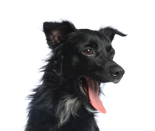 Photo of Cute long haired dog on white background