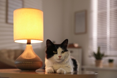 Cute cat lying on table near lamp at home