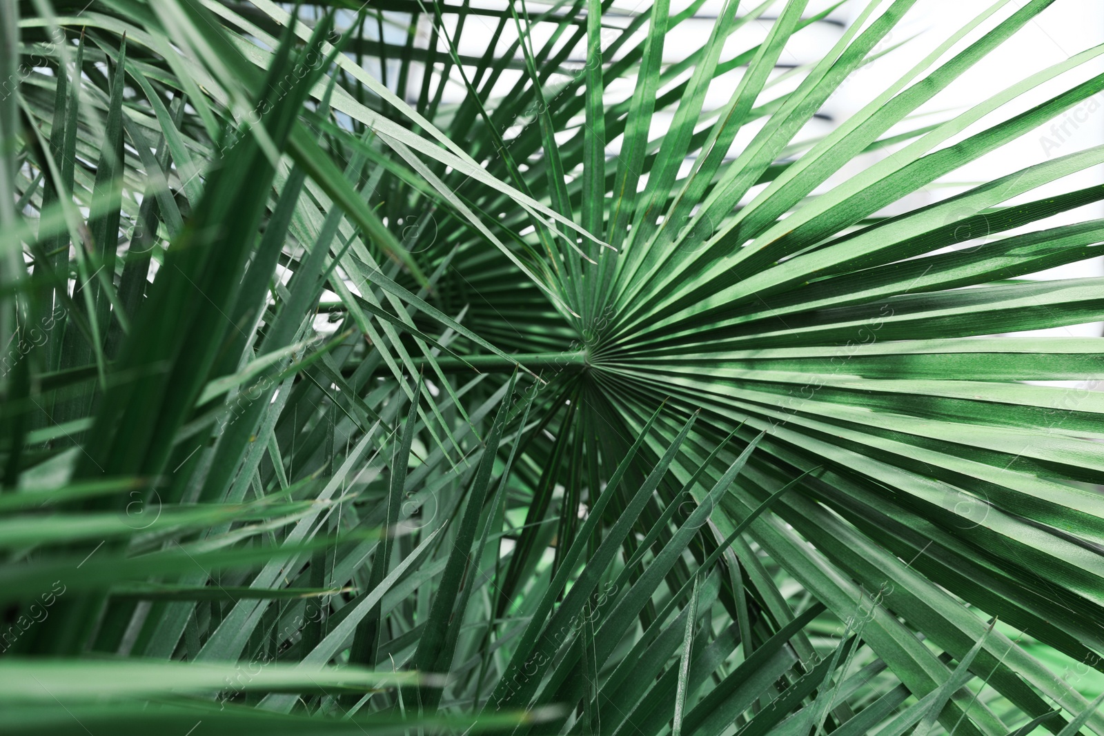 Photo of Beautiful green tropical leaves outdoors, closeup view