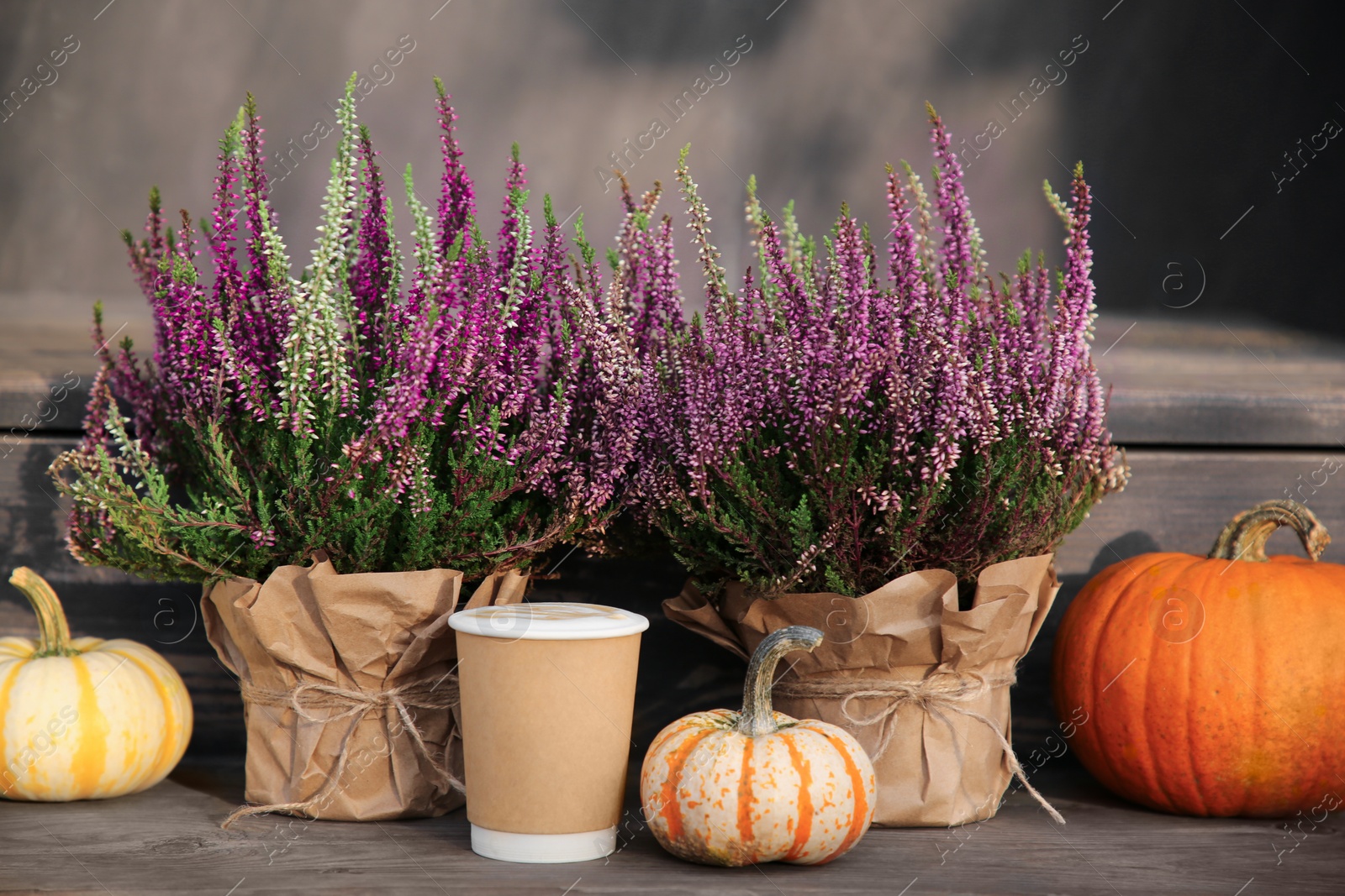 Photo of Beautiful heather flowers in pots, coffee and pumpkins on wooden surface