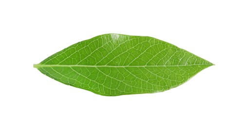 One green blueberry leaf isolated on white