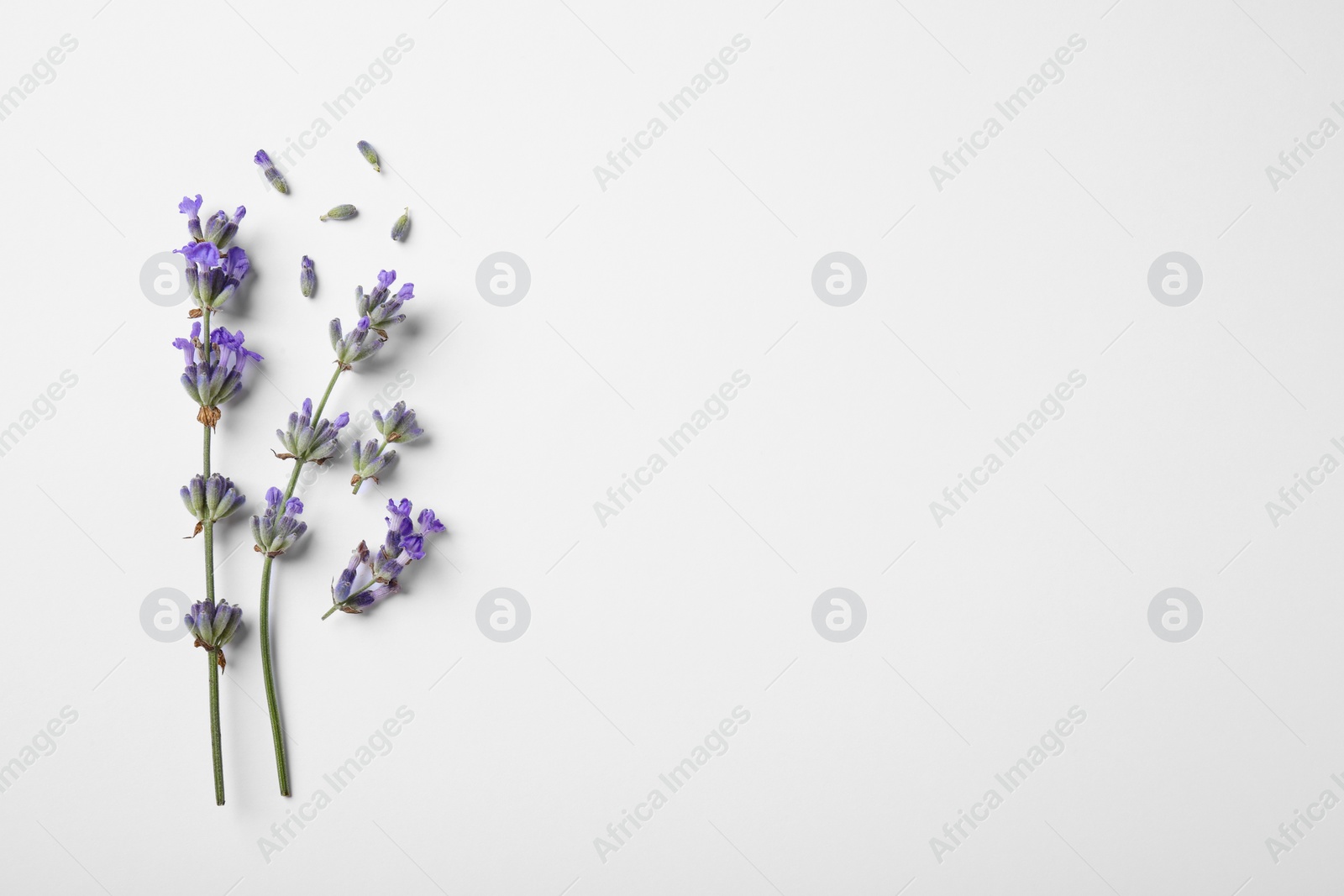 Photo of Beautiful aromatic lavender flowers on white background, flat lay. Space for text