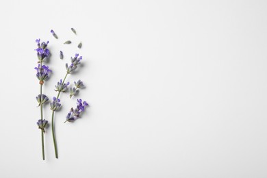Beautiful aromatic lavender flowers on white background, flat lay. Space for text
