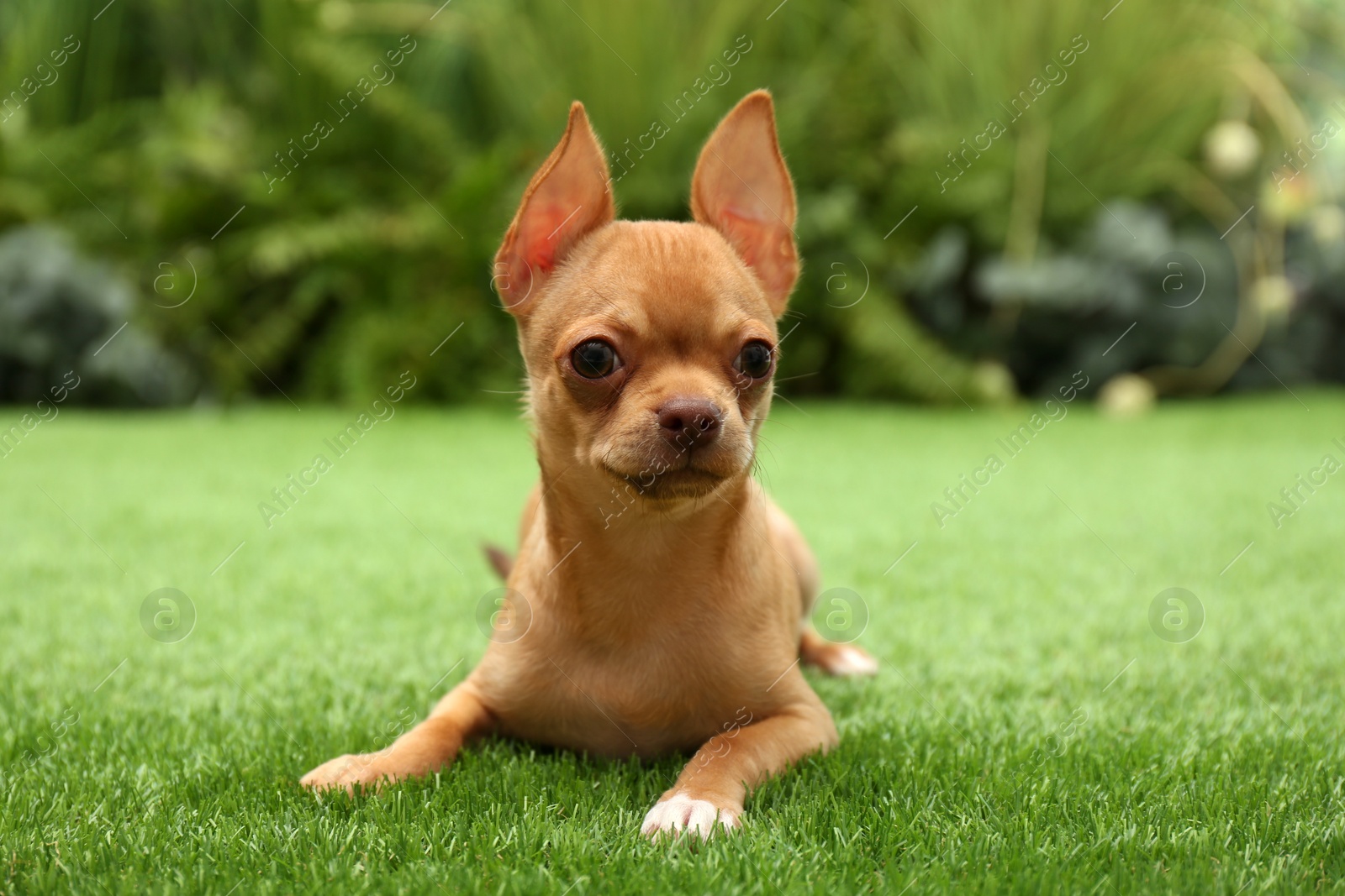 Photo of Cute Chihuahua puppy lying on green grass outdoors. Baby animal