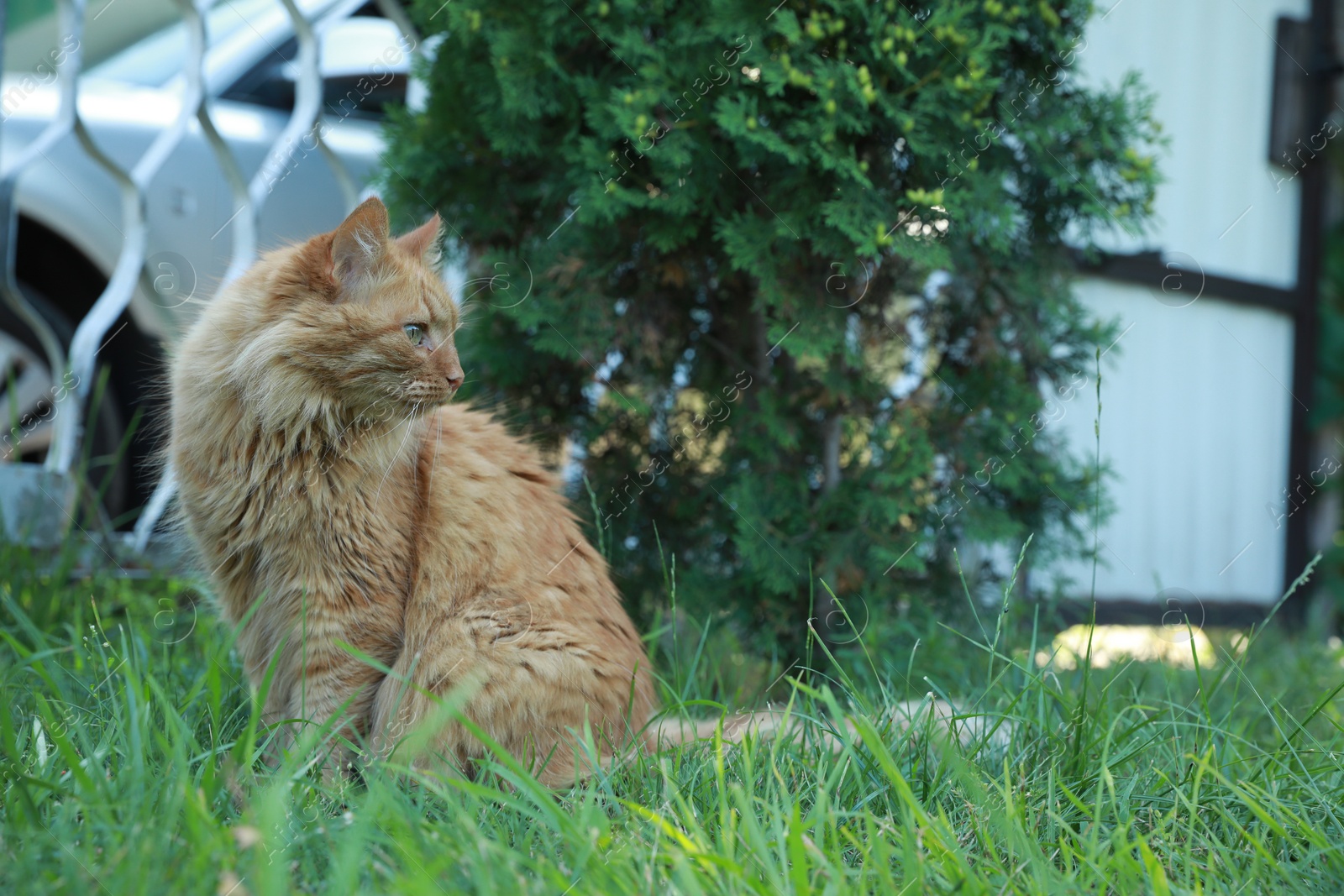 Photo of Cute fluffy cat sitting on green grass outdoors. Space for text