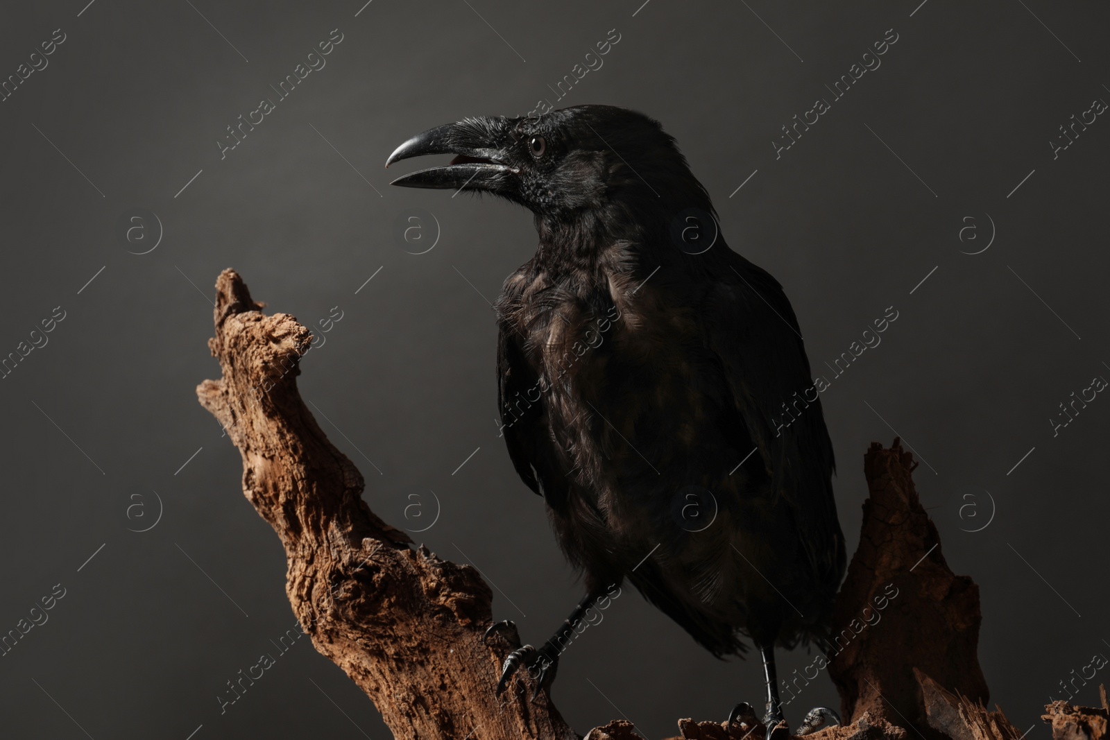 Photo of Beautiful common raven perched on wood against dark background