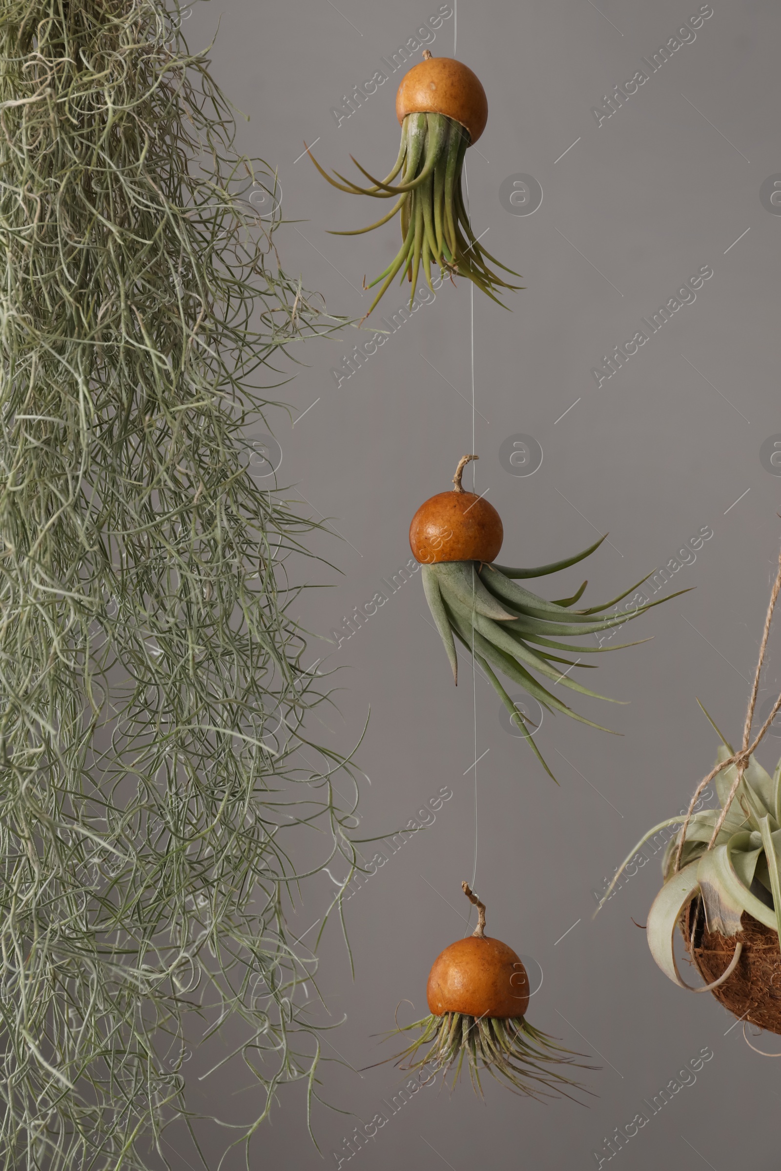 Photo of Tillandsia plants hanging on grey background. House decor