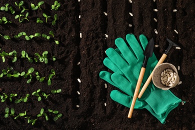 Gardening tools, white beans on fertile soil, flat lay. Vegetable seeds