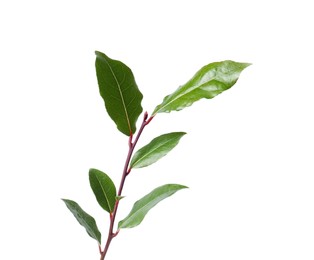 Photo of Branch of fresh bay leaves on white background. Space for text