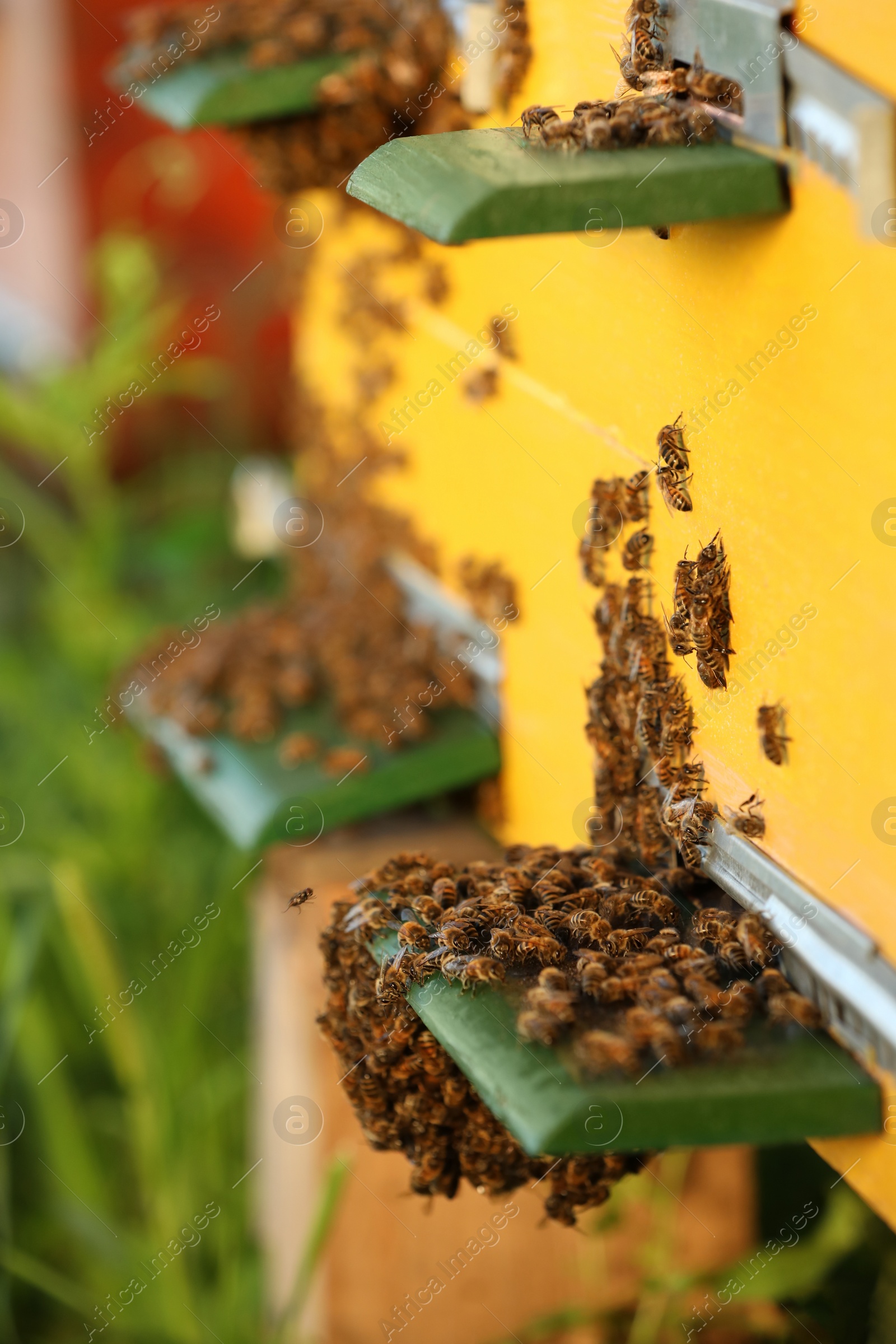 Photo of Closeup view of wooden hive with honey bees on sunny day