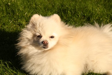 Cute fluffy Pomeranian dog on green grass outdoors. Lovely pet