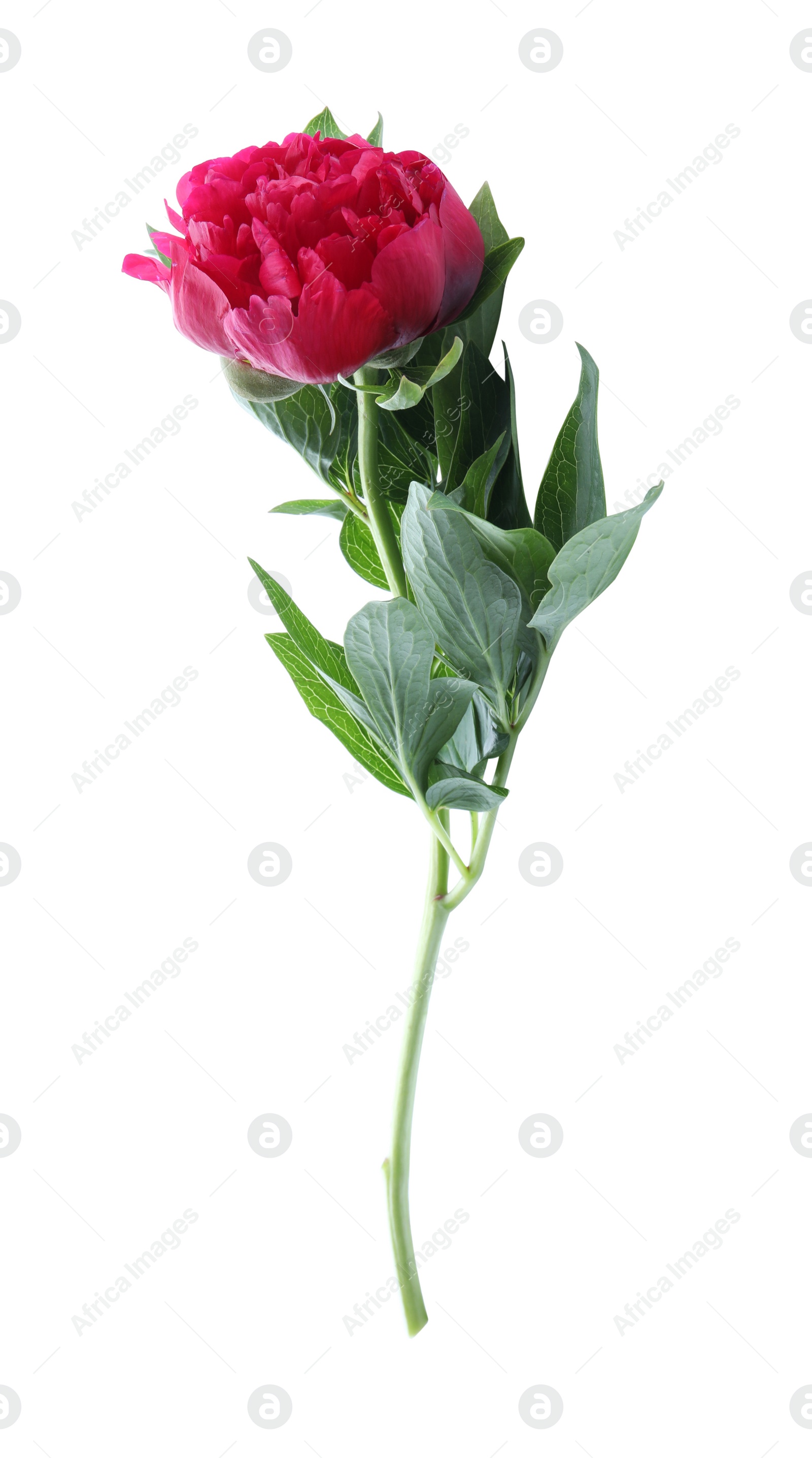 Photo of Beautiful red peony with leaves isolated on white