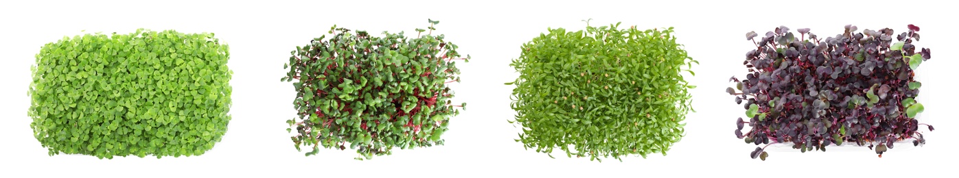 Image of Set of different fresh microgreens on white background, top view. Banner design 