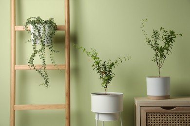 Pomegranate plants in pots near light green wall