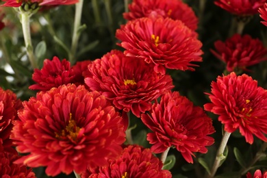 Beautiful fresh bouquet of colorful chrysanthemum flowers