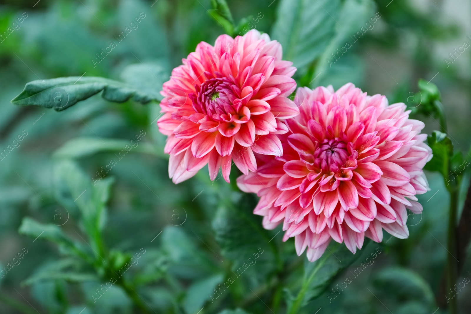 Photo of Beautiful blooming pink dahlia flowers in green garden