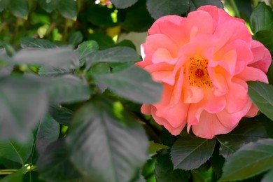 Bush with beautiful blooming pink rose in garden, closeup