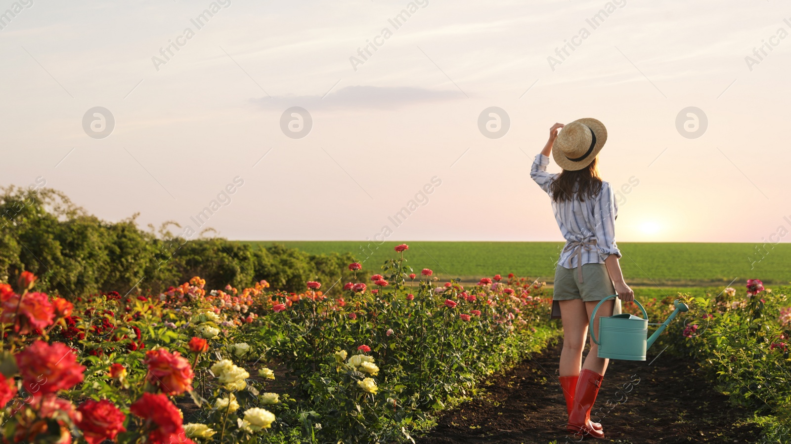 Photo of Woman with watering can walking near rose bushes outdoors. Gardening tool