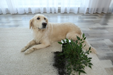 Cute Golden Retriever dog near overturned houseplant on light carpet at home