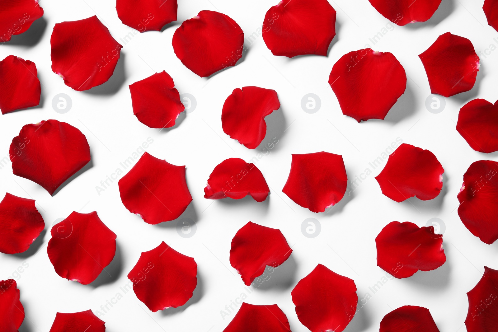 Photo of Beautiful red rose petals on white background, top view