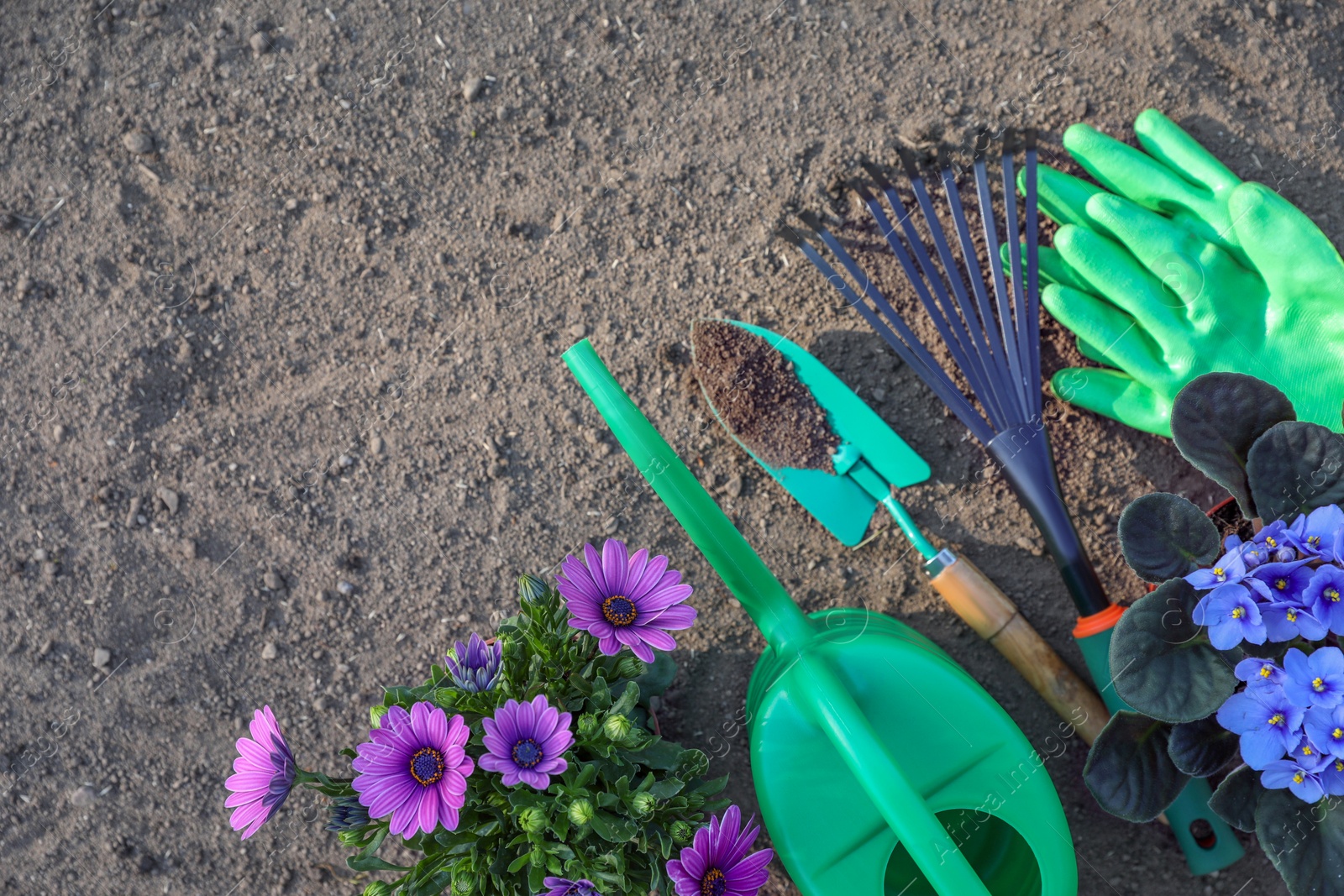 Photo of Beautiful blooming flowers, gloves and gardening tools on soil, flat lay. Space for text