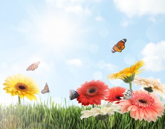 Image of Beautiful view of green meadow with colorful gerbera flowers and butterflies on sunny day