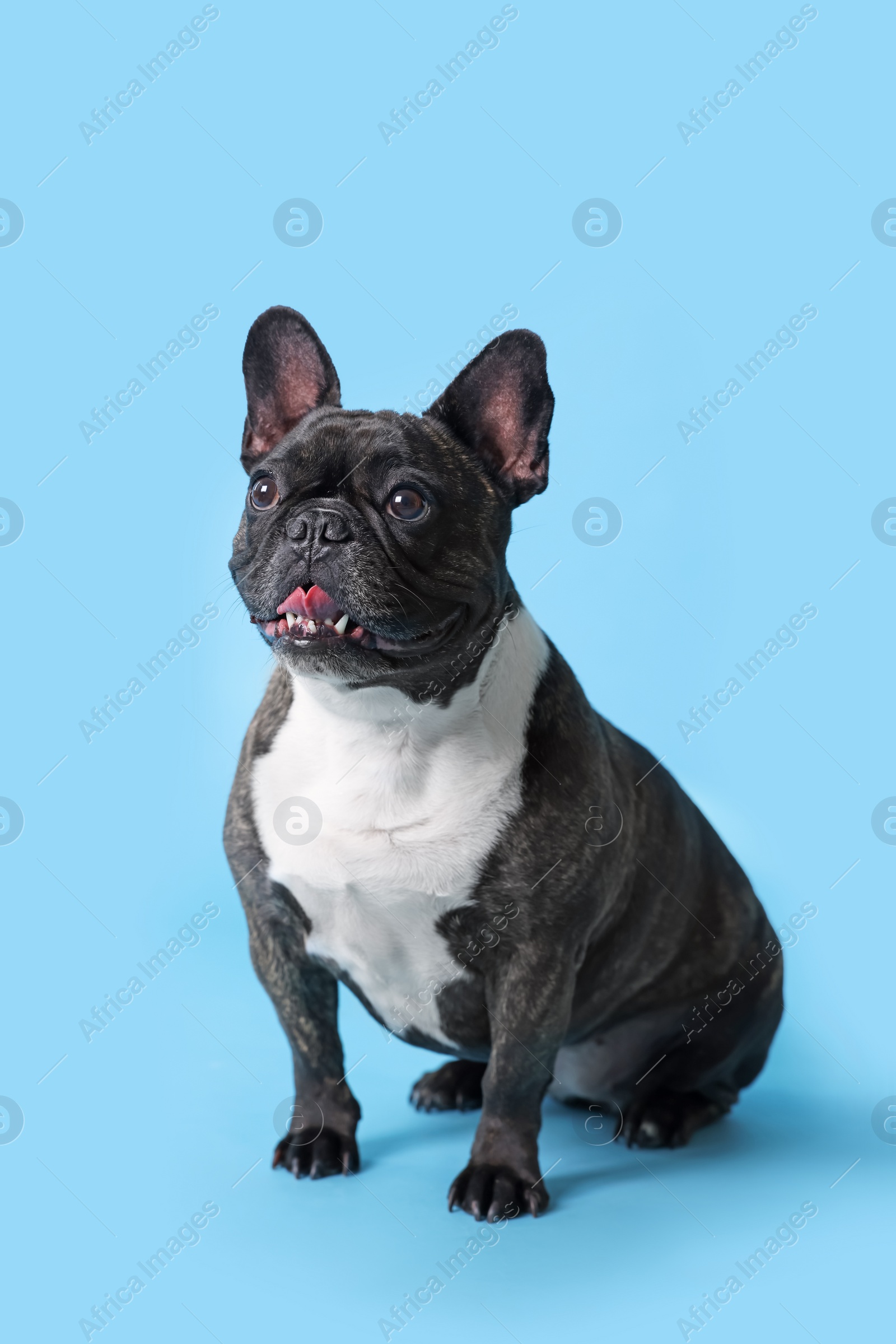 Photo of Adorable French Bulldog on light blue background. Lovely pet