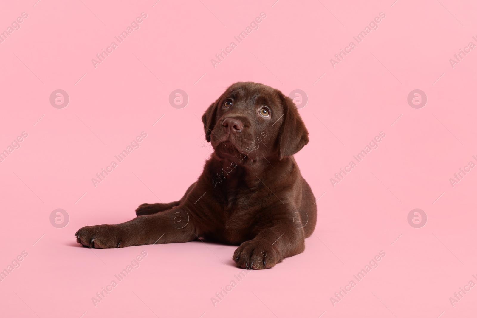 Cute chocolate Labrador Retriever puppy on pink background Photo of Cute chocolate Labrador Retriever puppy on pink background