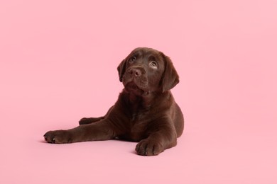 Photo of Cute chocolate Labrador Retriever puppy on pink background