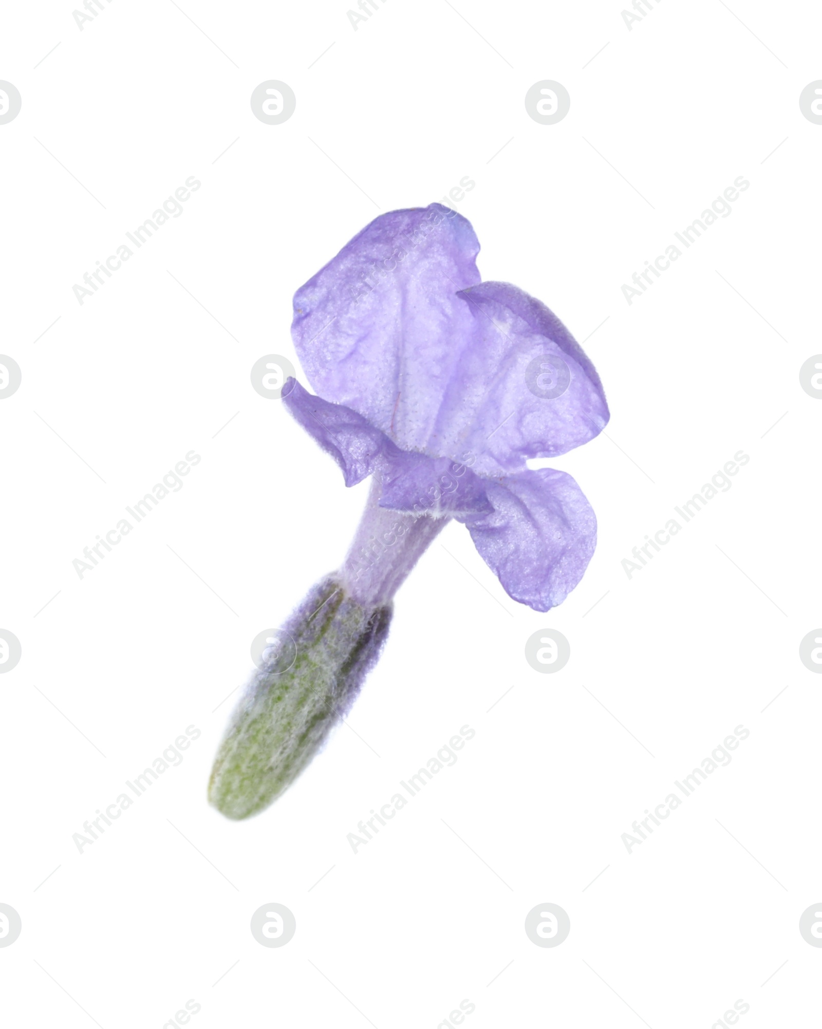 Photo of Beautiful aromatic lavender flower isolated on white